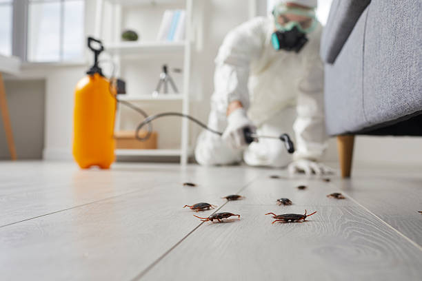 Commercial Kitchen Cockroach Control in Rutherfordton